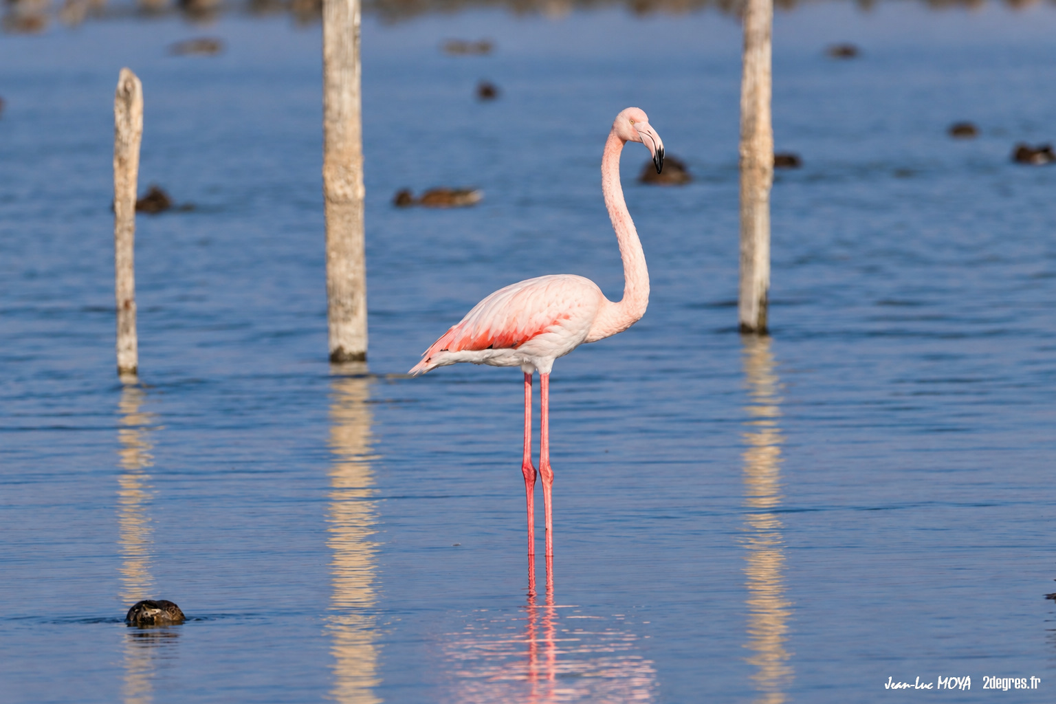 Flamant rose (129) © Jean-Luc Moya • 2° Communication