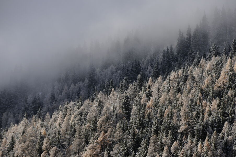 Forêt du plan envers