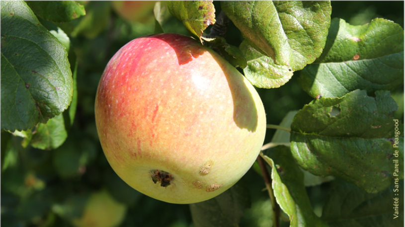 Pomme sans pareil