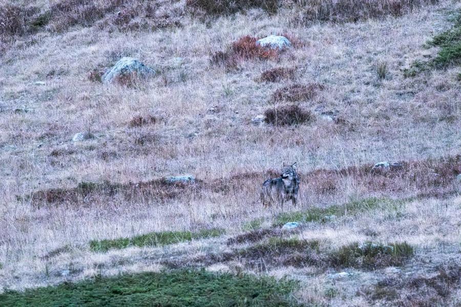 Ciné Casset : 'Vivre avec les loups'