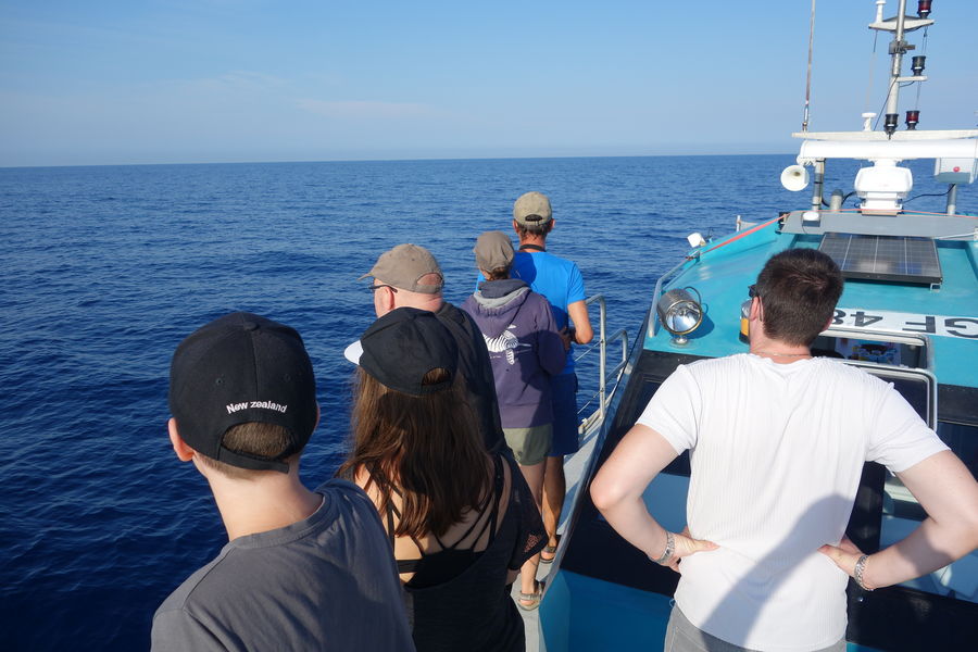 A la rencontre des dauphins et mammifère