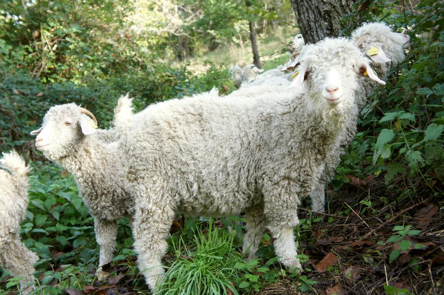 Les chèvres Angora de la Maille Sauvage