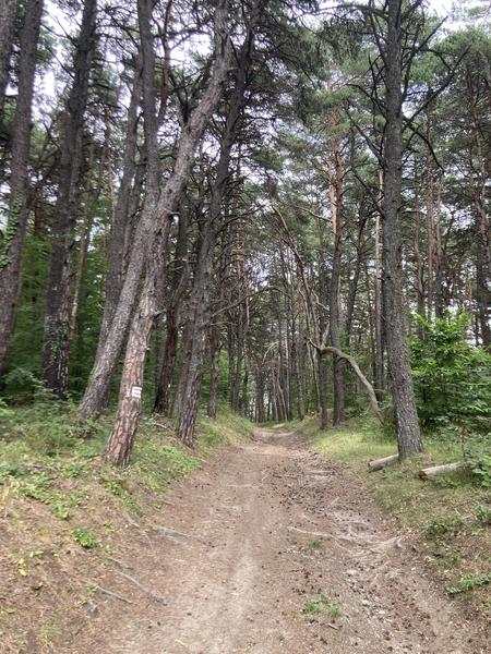 Passage sous les pins sylvestre