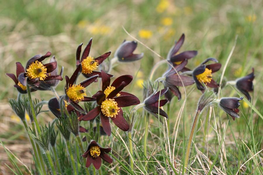 Flore protégée à découvrir dans la réserve