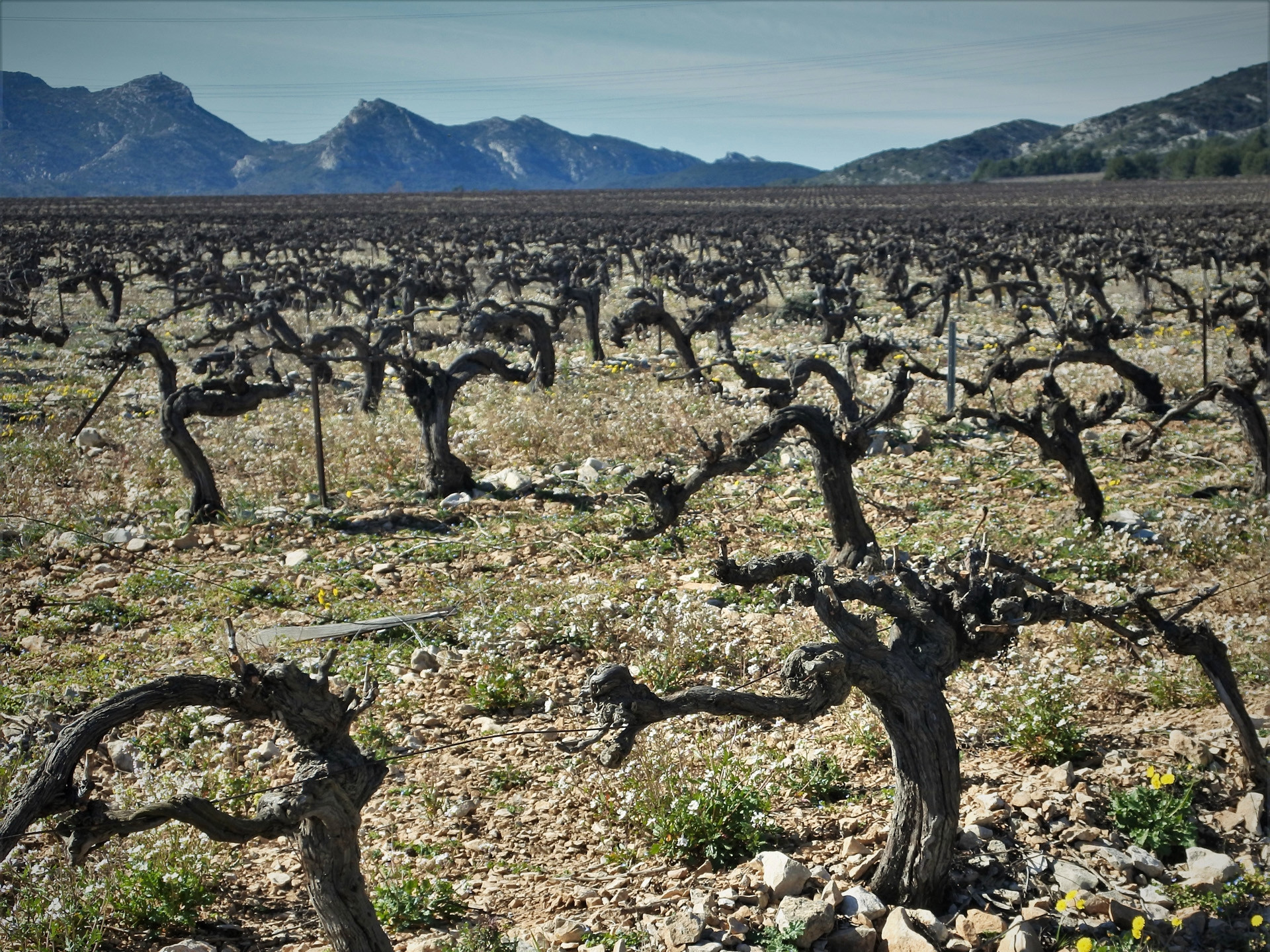 Le vignoble des Alpilles, rêve antique (Circuit 3 / Est), Orgon - photo 2