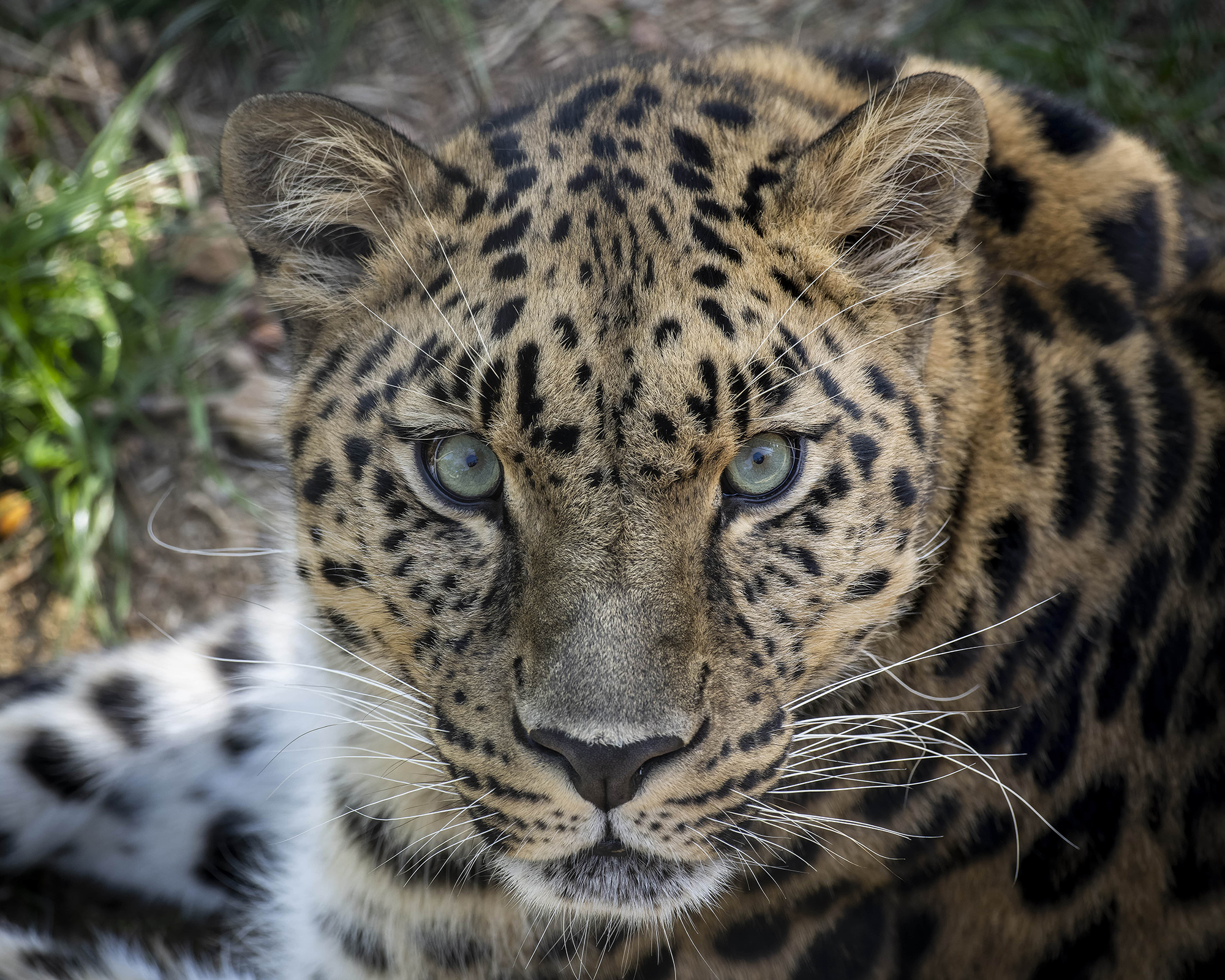 Parc Animalier d'Auvergne