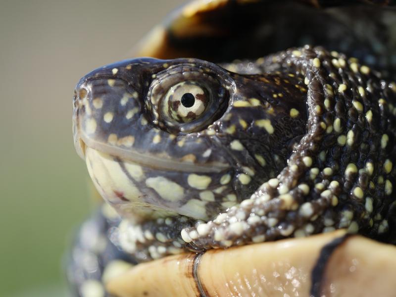 Animation nature sur les ENS : à la découverte de la tortue cistude_Optevoz -Balcons du Dauphiné