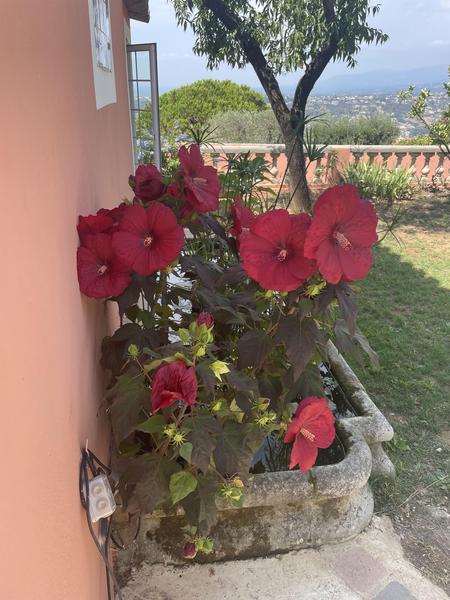 Fleurs du jardin