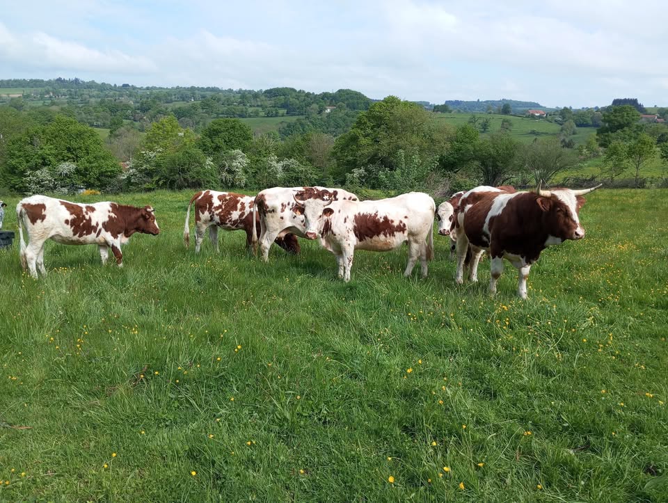 vaches