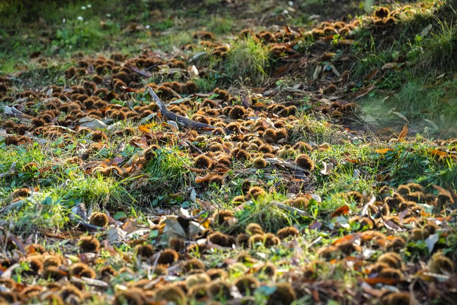 Châtaigneraie Godissard_Collobrières