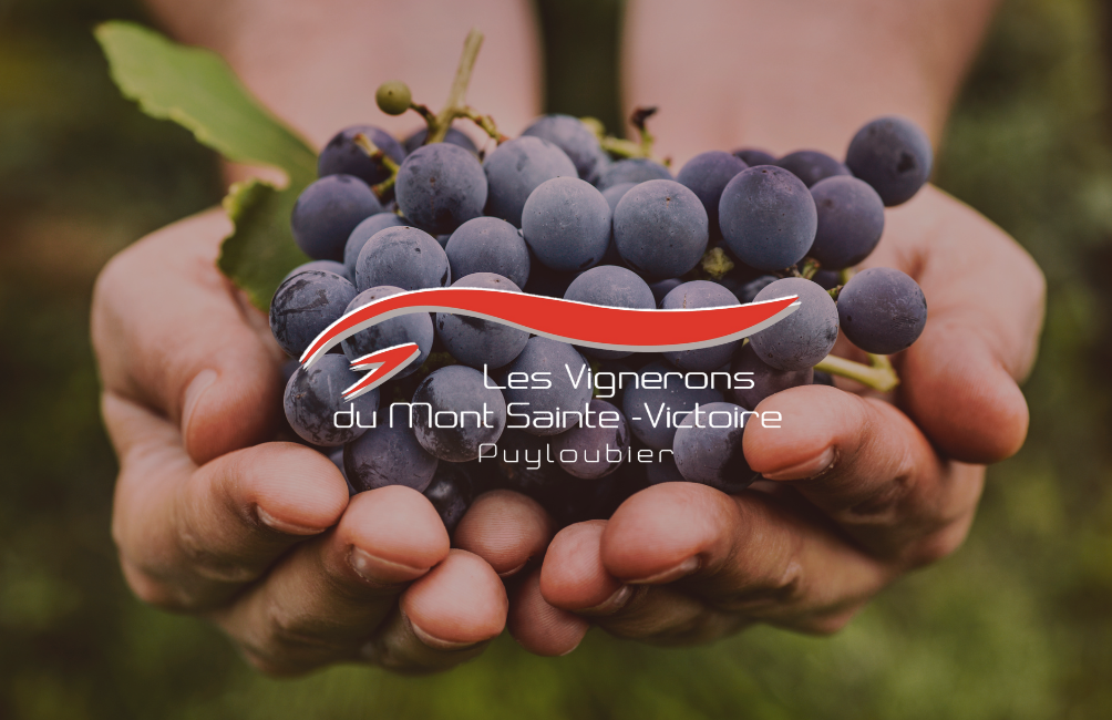 Les vignerons du Mont Sainte-Victoire - photo 4