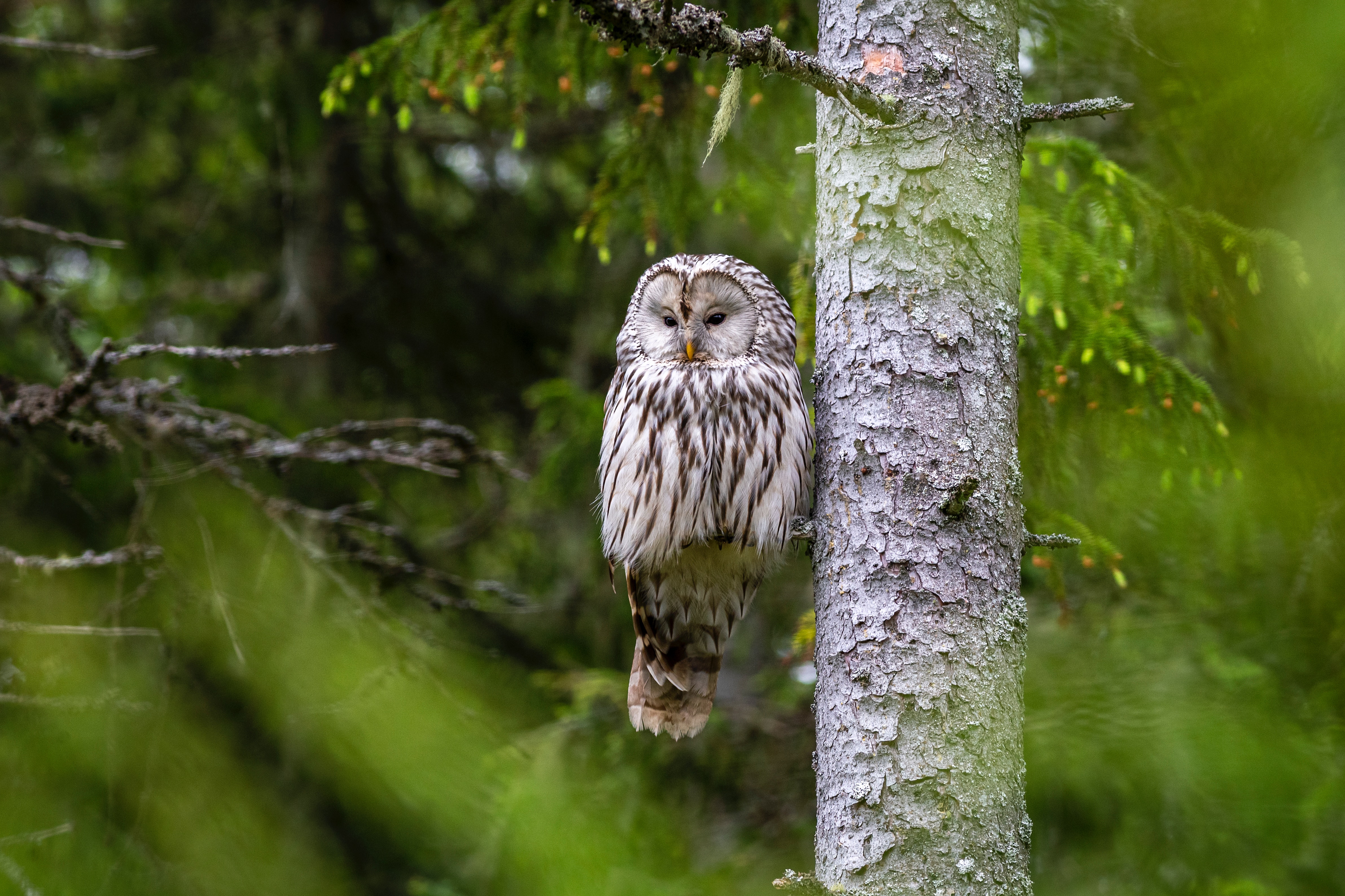 chouette sur un arbre