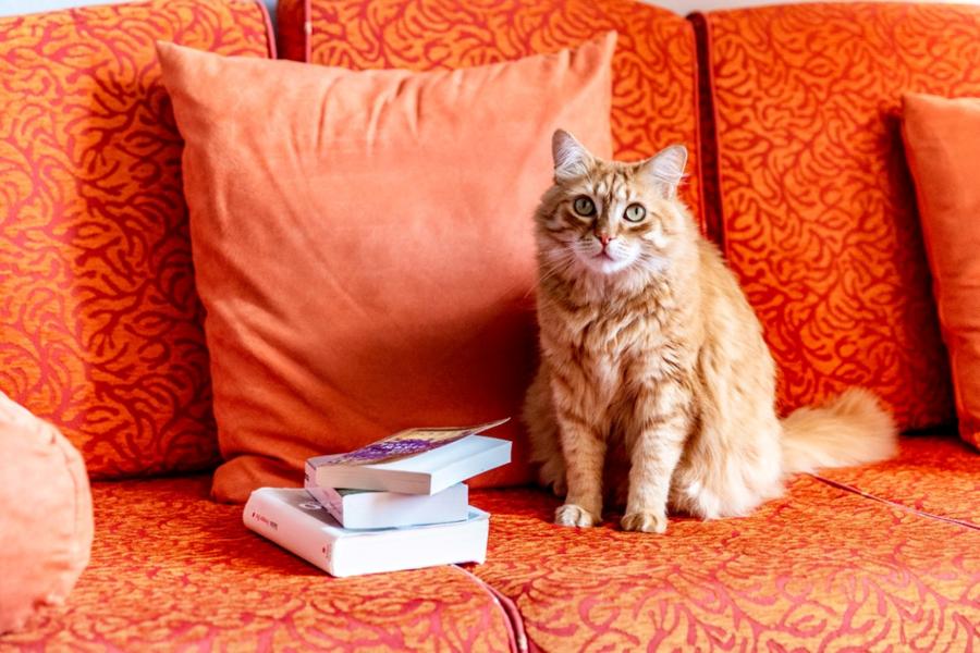 Hotel Particulier Payan Champier Maison d'hôtes_Saint-Paul-Trois-Châteaux