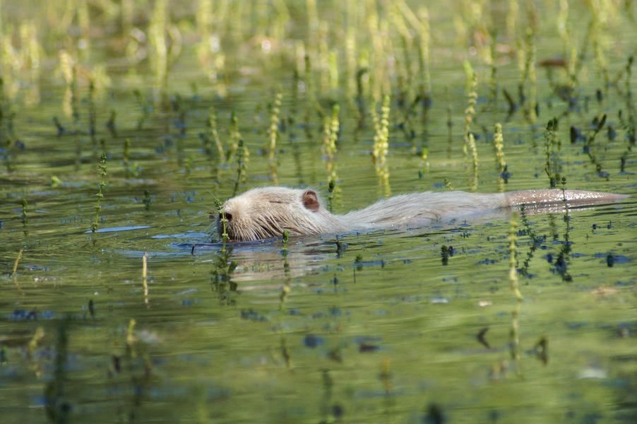 Animation nature sur les ENS : partez à l'affût du castor_Optevoz-Balcons du Dauphiné