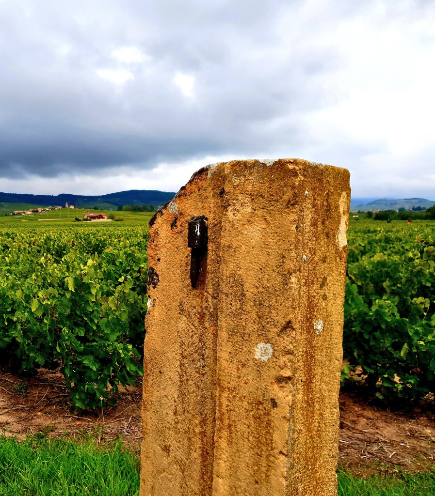 Nos vignes à Moulin-à-Vent