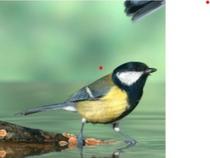 oiseau