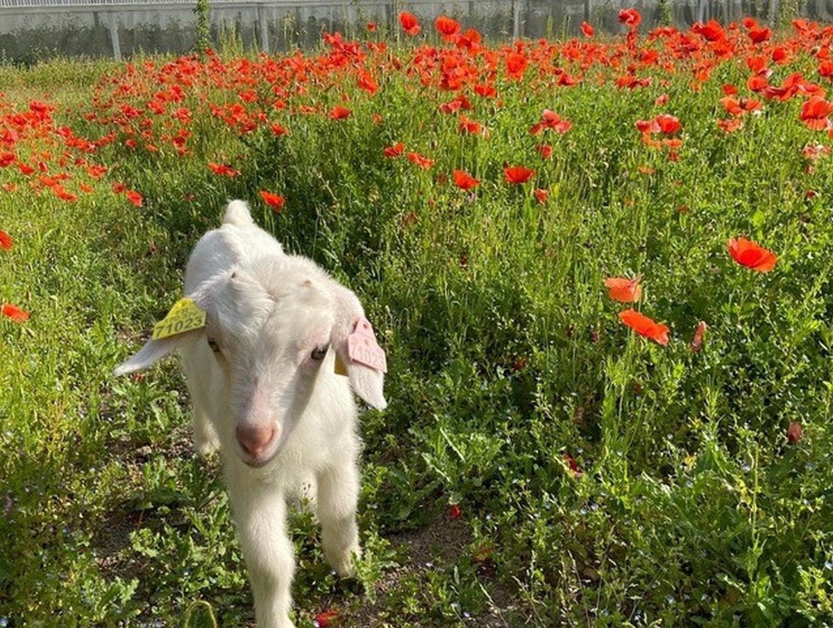 La petite ferme pédagogique de Saint-Rémy