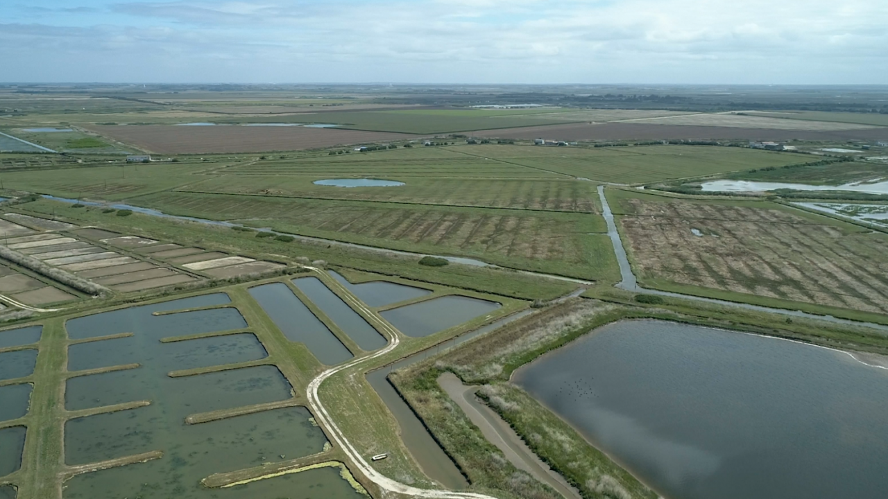 L'Homme et la nature du marais de Mérignac