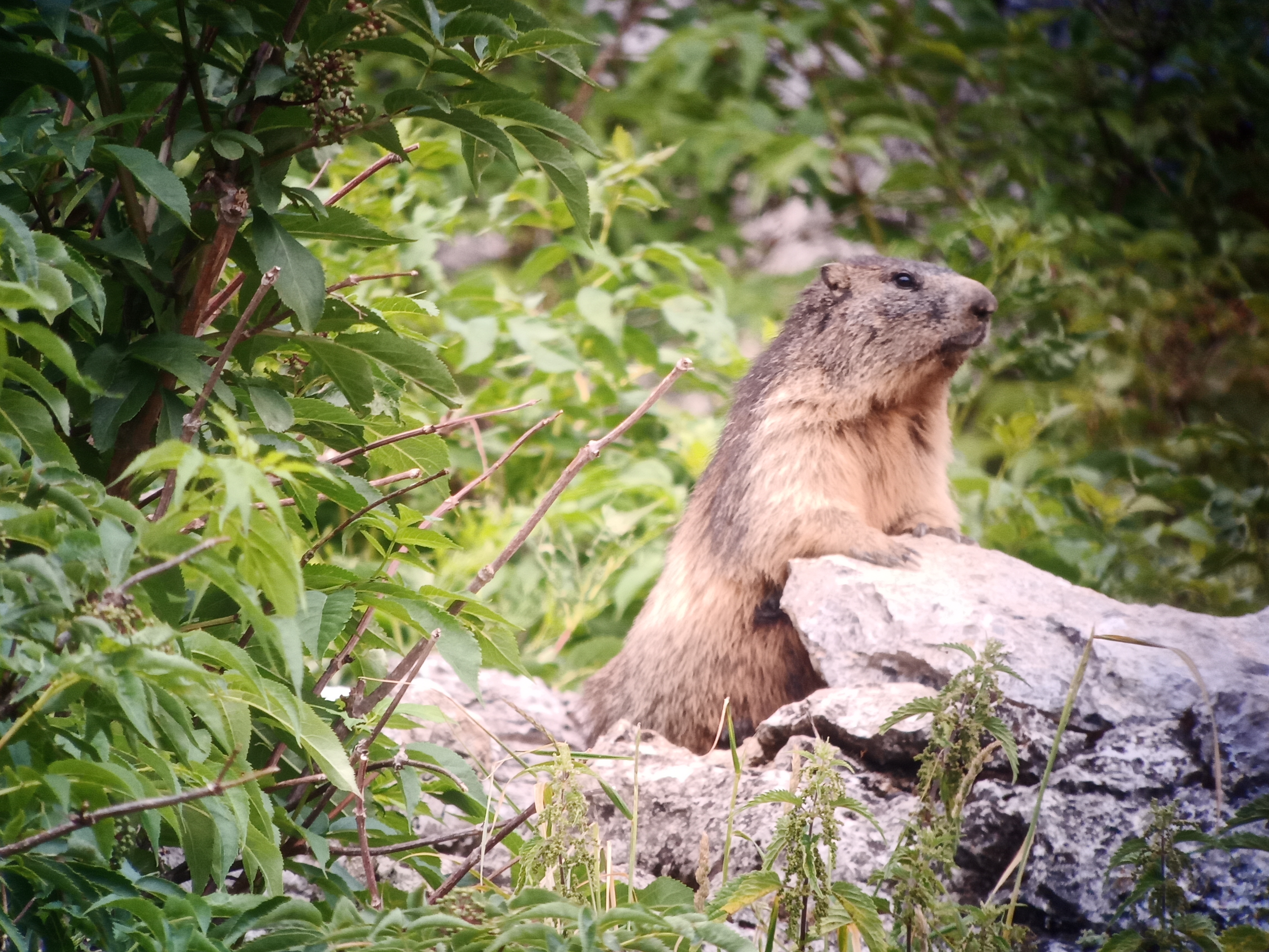 marmotte