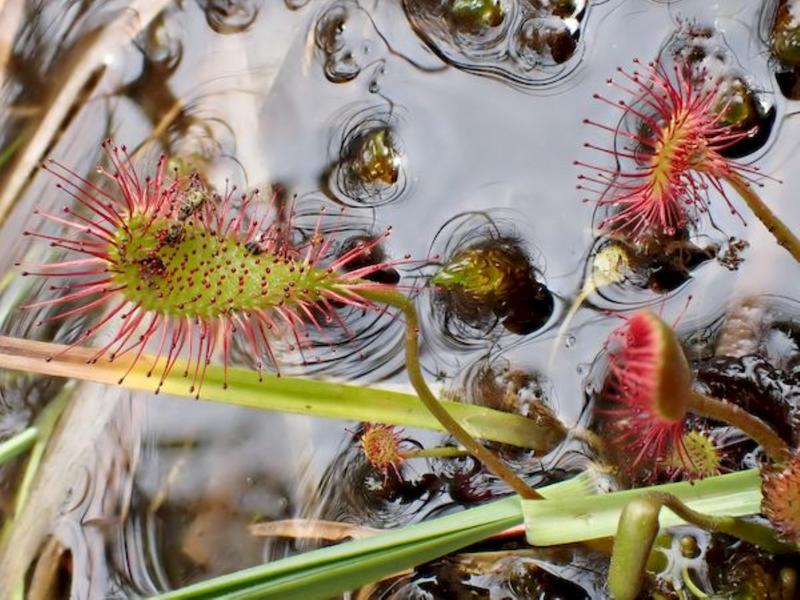 Sortie Lo Parvi : entretien d'une tourbières à droséras (chantier)