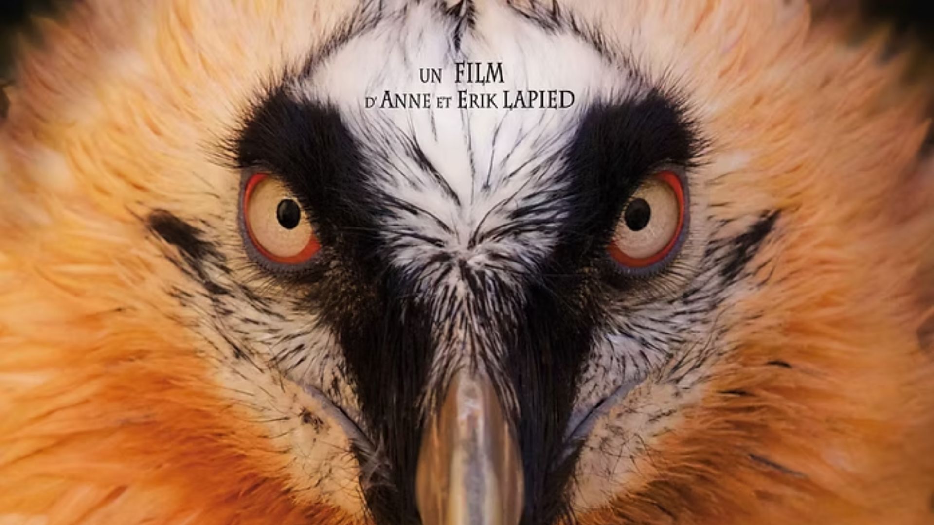 J'aime l'été à La Côte d'Aime | Film "La fabuleuse histoire du gypaète" Anne et Erick Lapied
