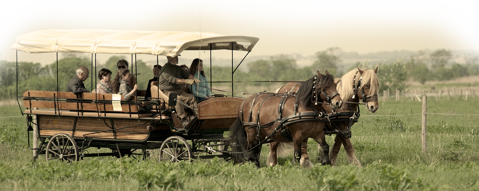 Initiation à la traction animale par Alternative Animale