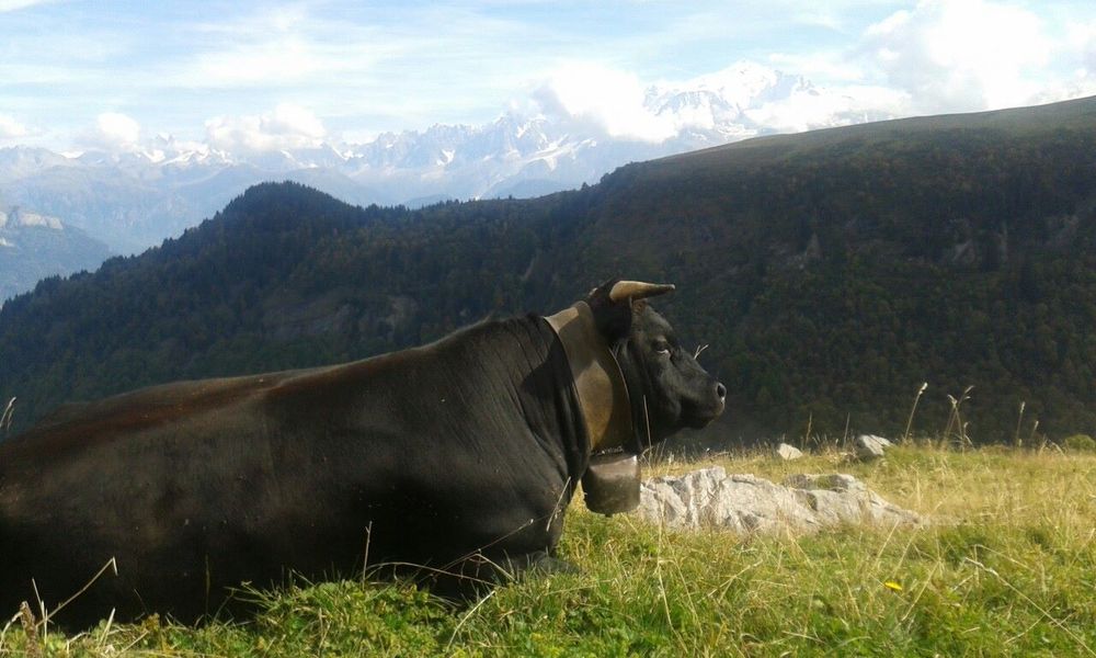Vache Herens