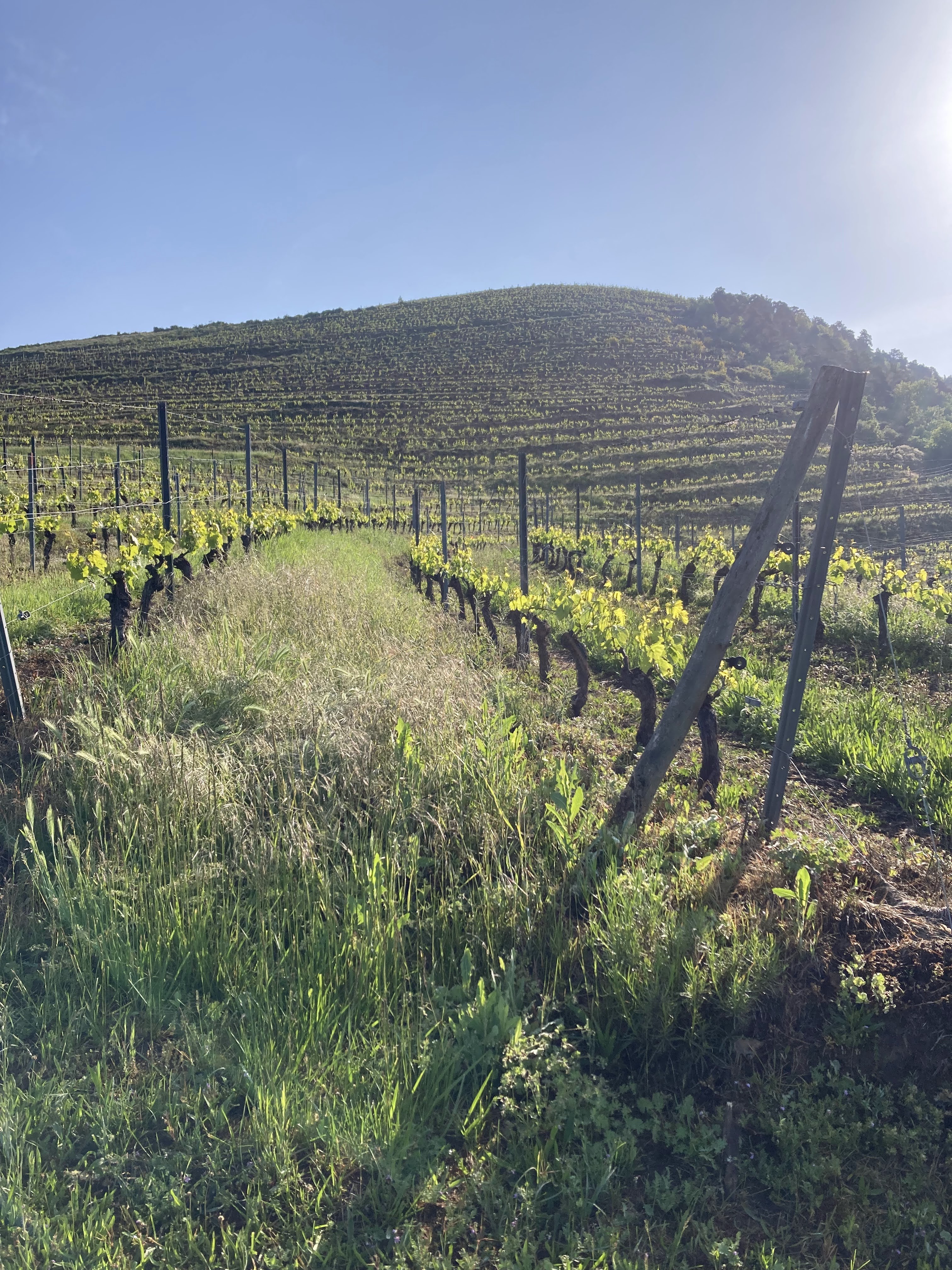Domaine Le Chlo d'Auzit