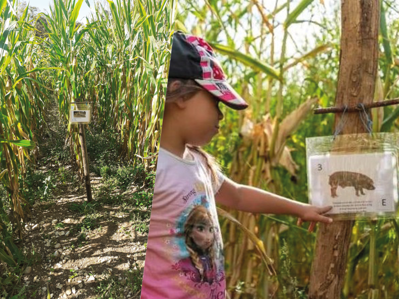 Des jeux pour petits et grands dans les labyrinthes de la Ferme du Naray