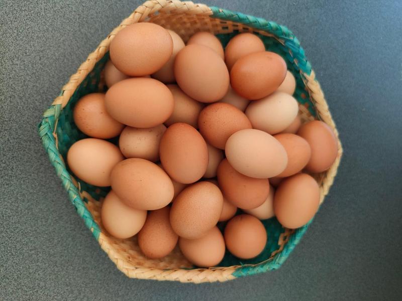 La ferme du Bois Cavnil - producteur - Les Avenières-Veyrins-Thuellins - Balcons du Dauphiné