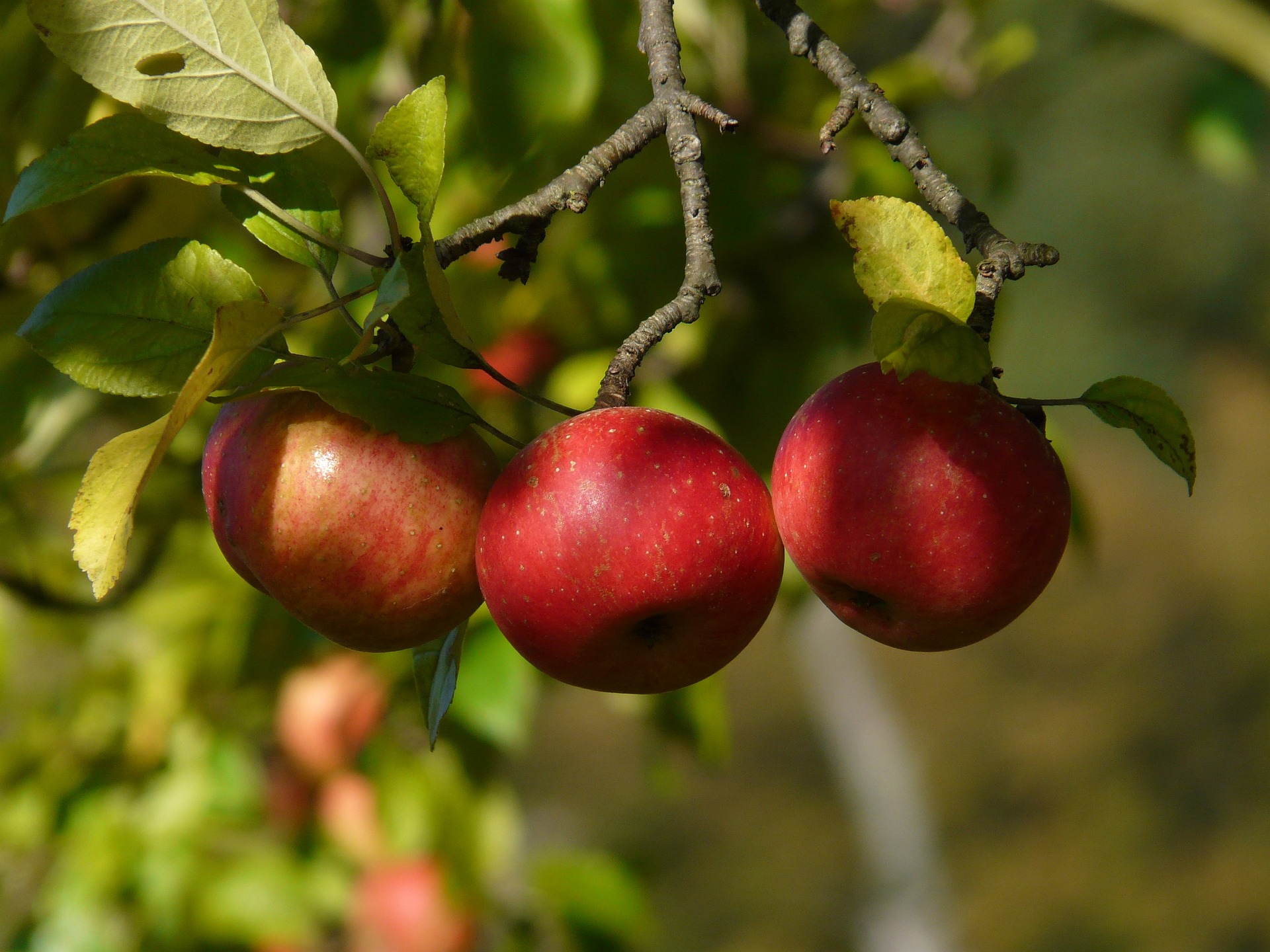 Pommes anciennes rouges