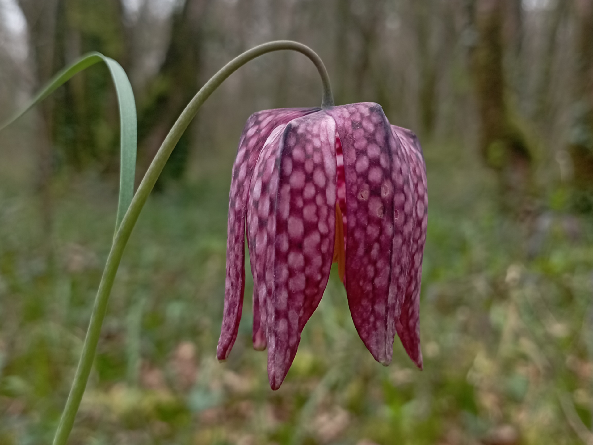 Fritillaire et Compagnie