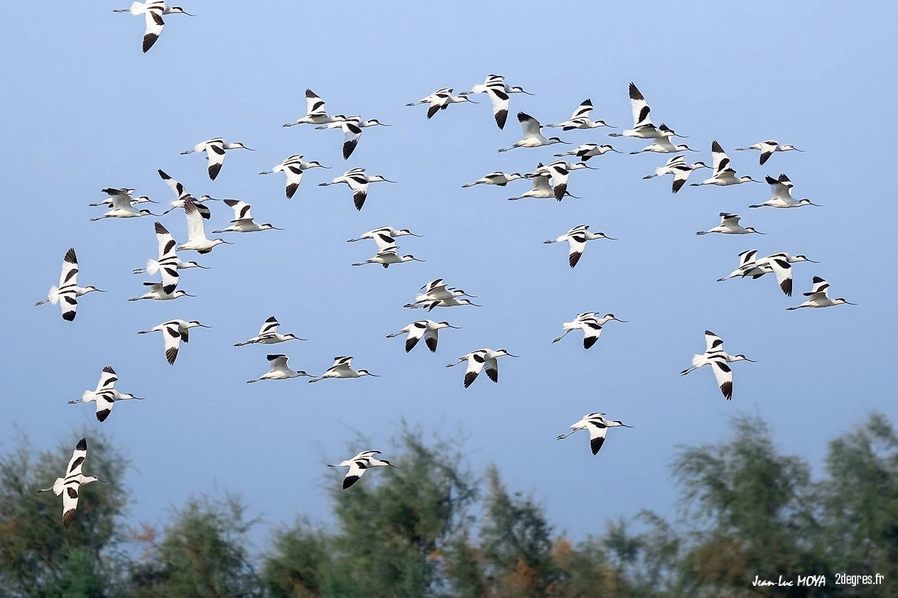 Avocette élégante (4) ©J-Luc Moya 2 Degrés