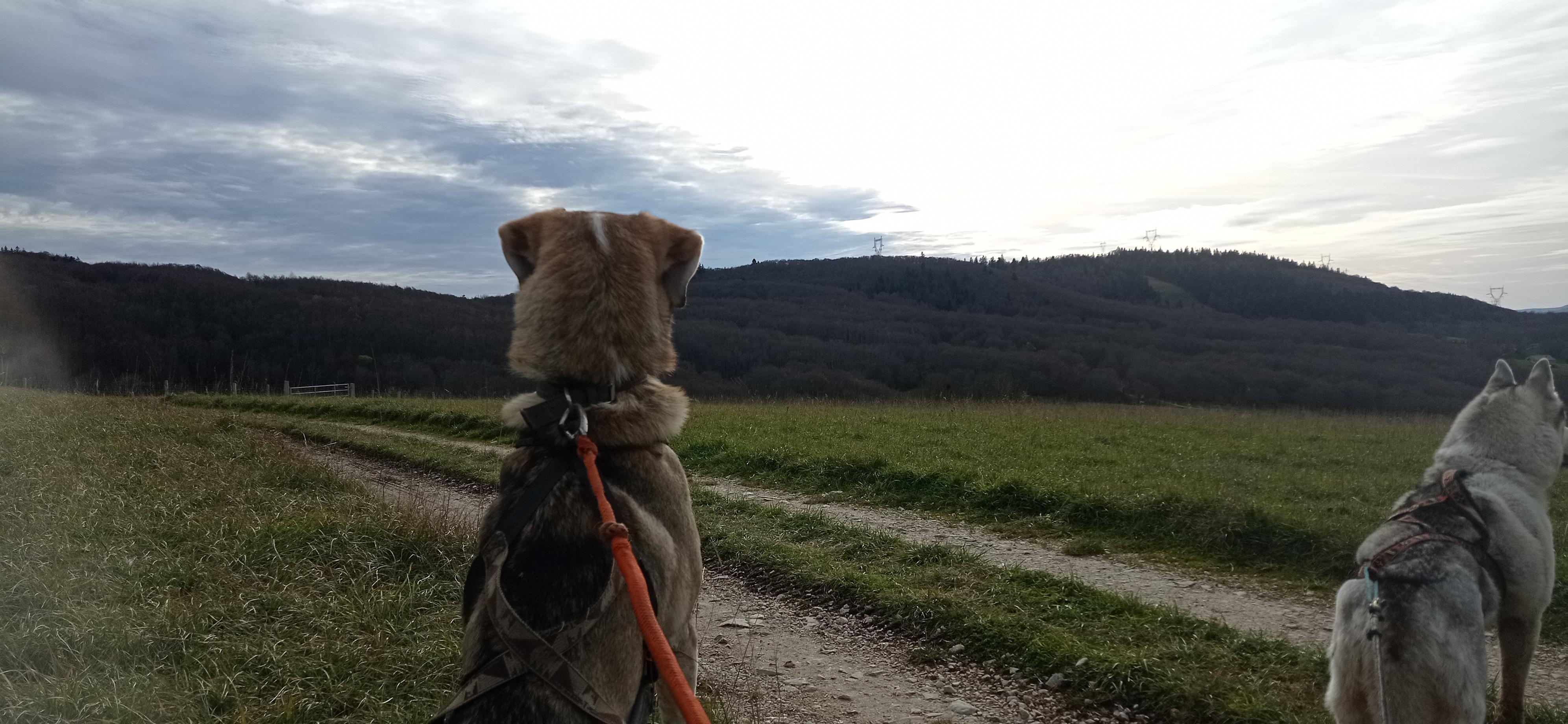 Cani-rando avec Symbiose