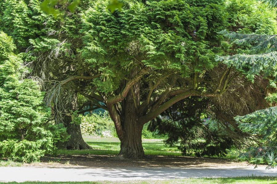 Visite Guidée : "Les secrets botaniques du parc Napoléon III"