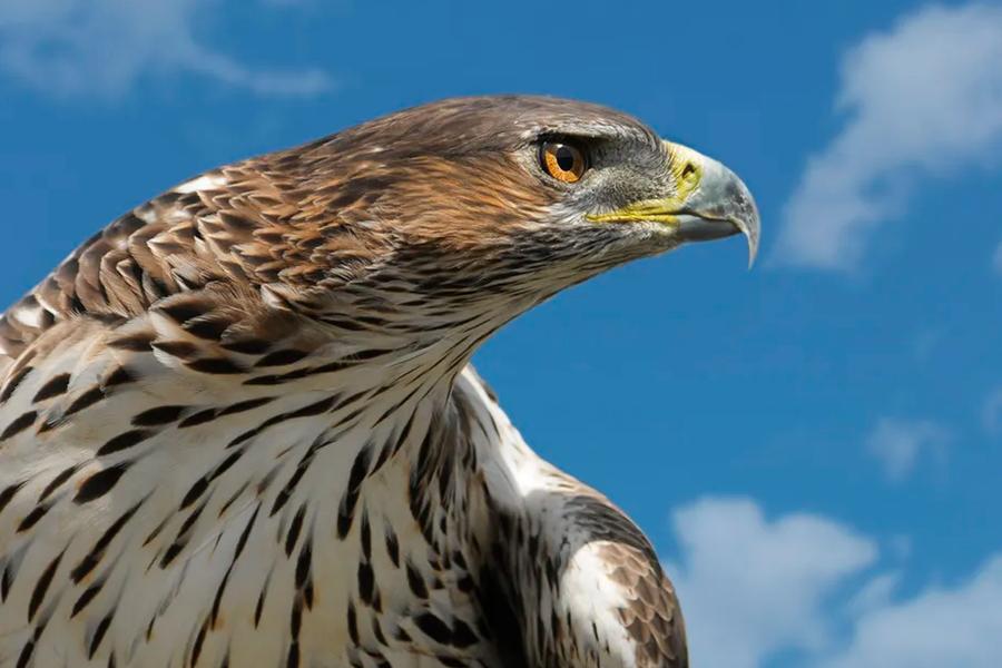 ANNULÉ le 19/02 - Animations nature par l'ADHEC