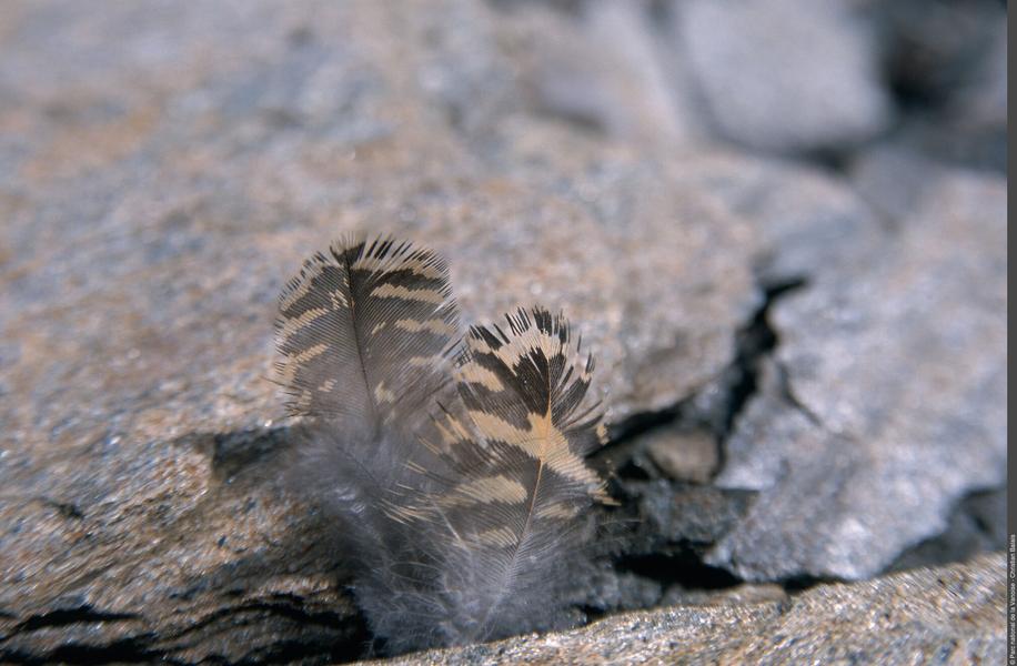 Exposition Traces et indices de vie de la faune sauvage_Aussois