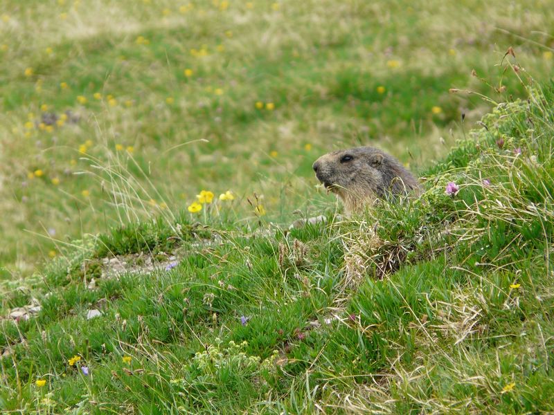 Marmotte Marmotte