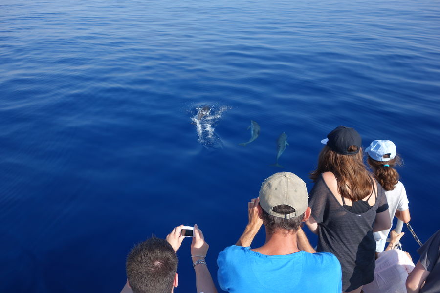 A la rencontre des dauphins et mammifère