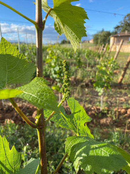 Château de Champ-Renard