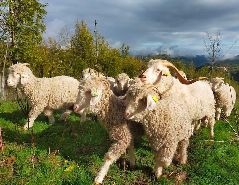 Les chèvres Angora de la Maille Sauvage