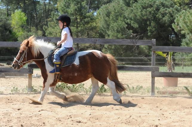 Stage d'équitation (cross/saut/balade et dressage) du lundi au vendredi par les écuries du Moulin Moreau
