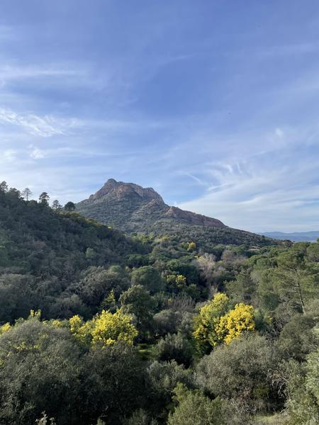 Randonnée découverte de la flore méditerranénne avec guide SAB Esterel_Roquebrune-sur-Argens