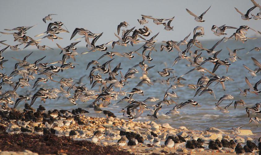 Point d'observation des oiseaux - Sainte-Marie