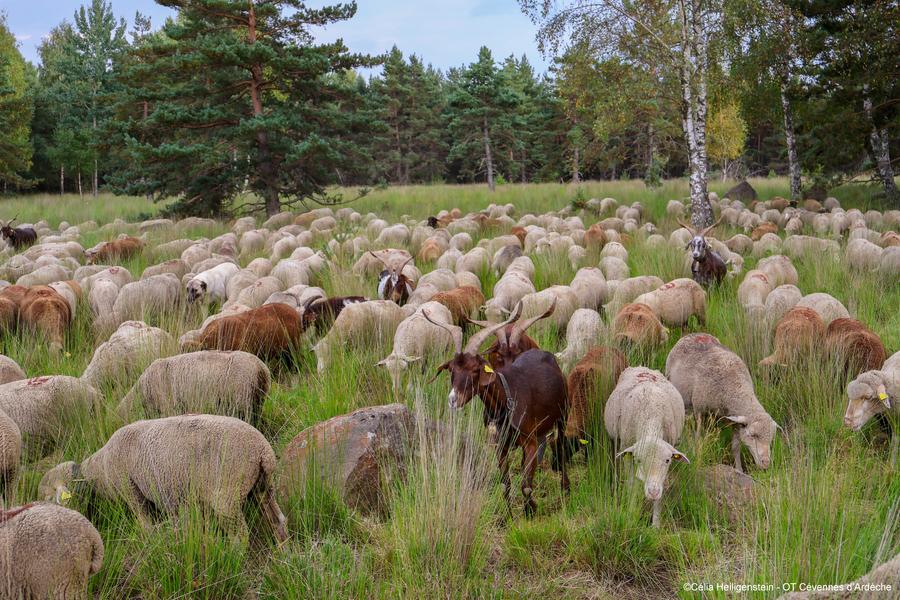 Soirée pastorale avec le berger_Montselgues