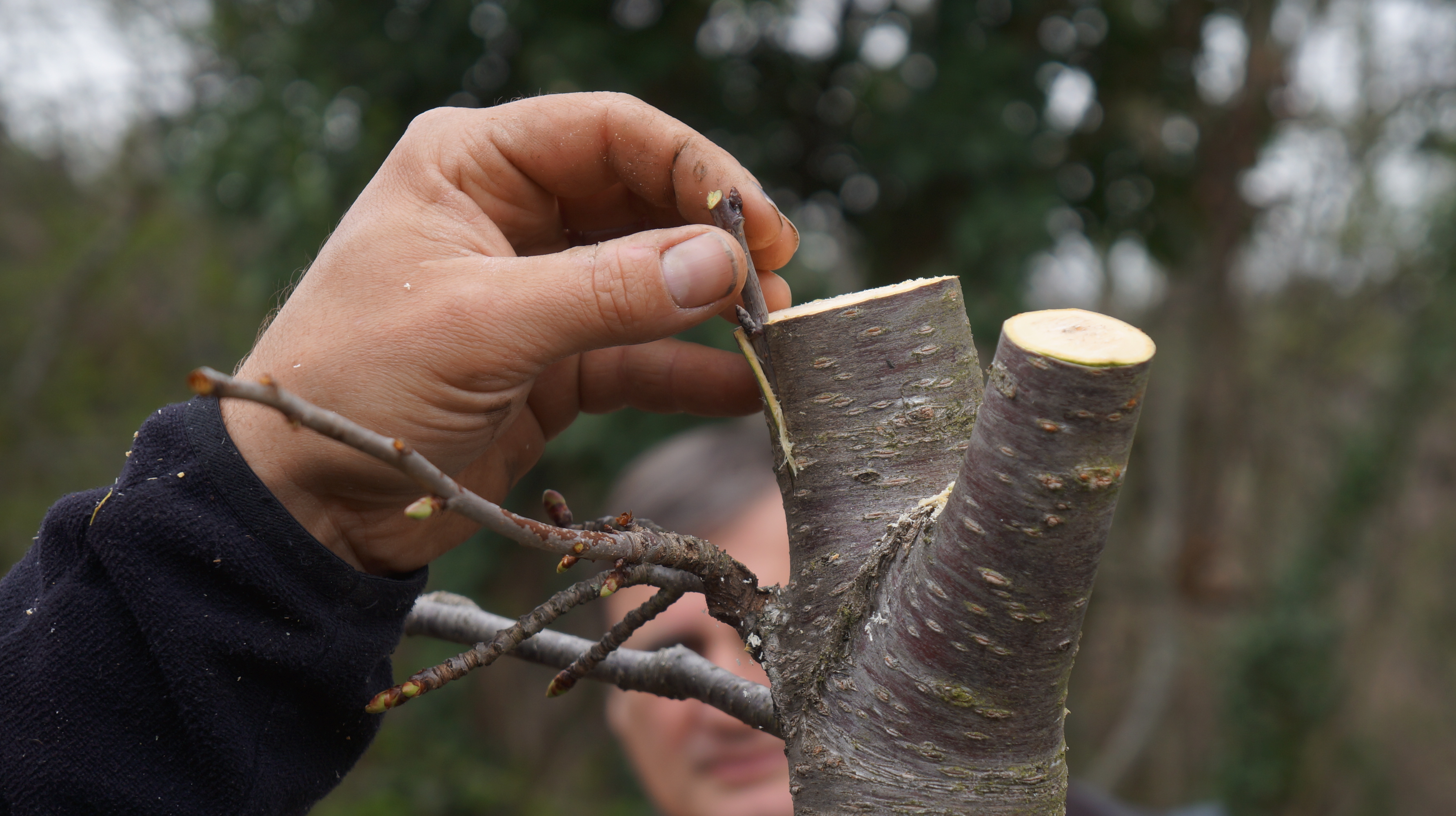 Initiation à la greffe de fruitiers