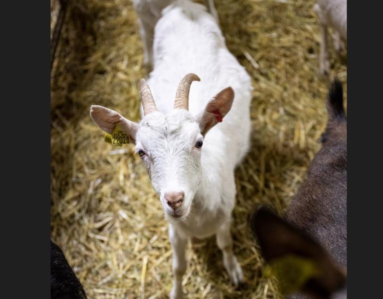 Ferme Hudry - Les Délices Savoyards