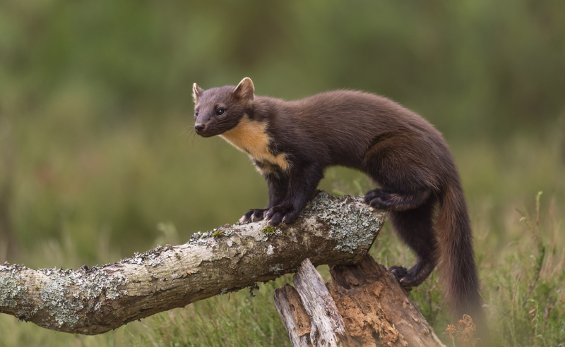 Découverte des animaux de la forêt