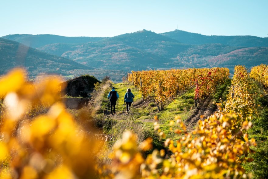 Vignobles_automne_rando
