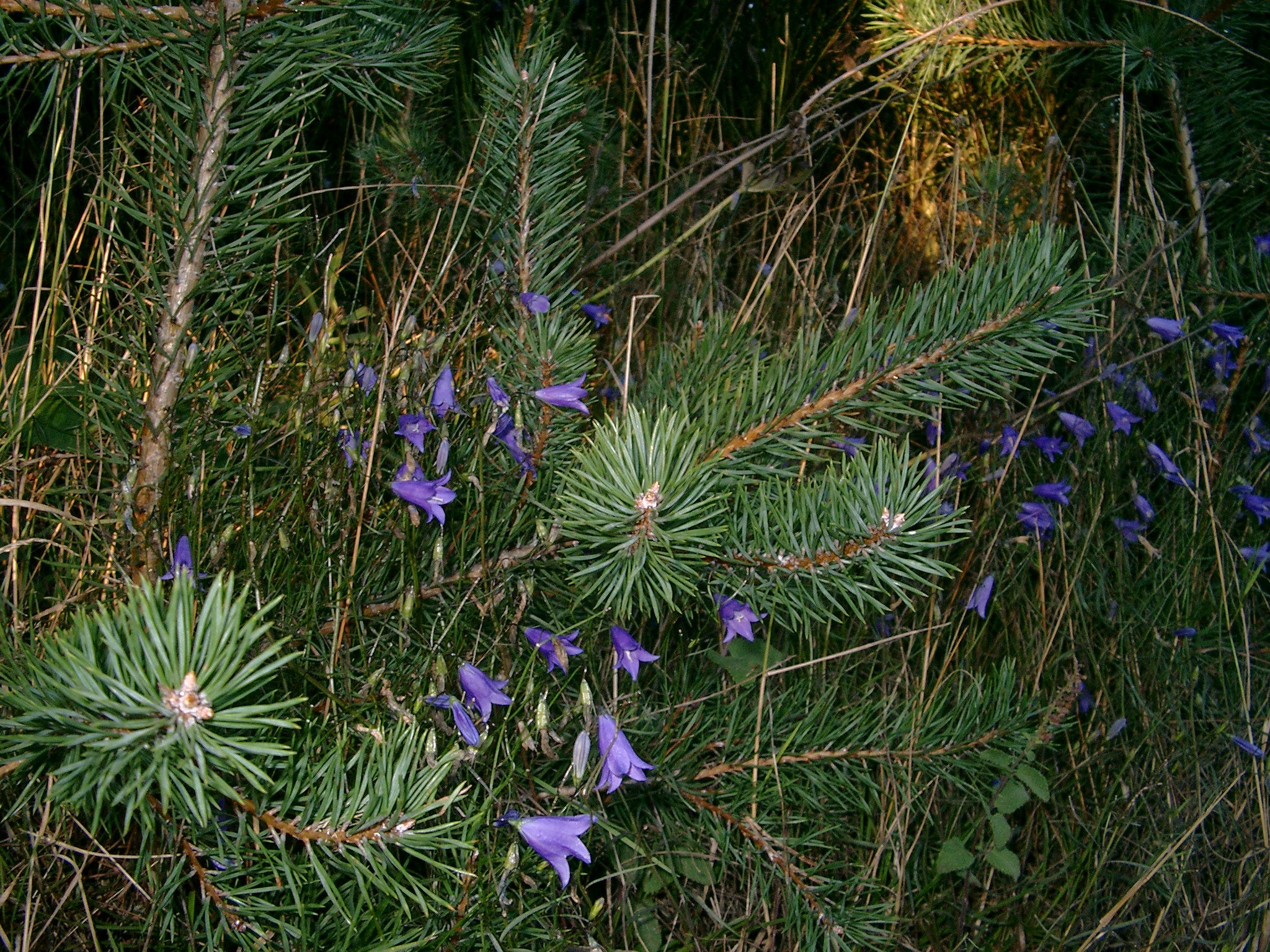 Balade commentée sur l’identification des arbres